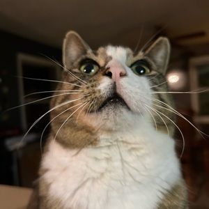 Meet your Posher, Nick